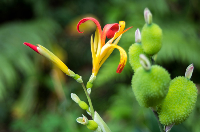 Blume auf den Azoren